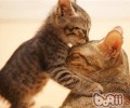 抚摸太重会让猫气愤