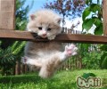 主人也是猫的恋人