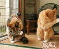 猫咪为什么喜爱润饰自己？