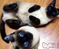 什么种类的短毛猫好养？