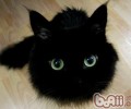 常见的短毛猫种类有哪些？