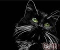 孟买猫眼睛的色彩特色