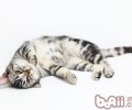 猫咪怎么做到从高空安全掉落