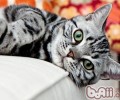 怎么协助肥猫瘦身