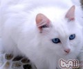 山东狮子猫的领养途径有哪些
