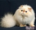 喜马拉雅猫的性情剖析