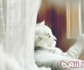 猫咪也会被鱼刺卡到