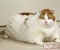 猫绝育后会呈现哪些问题？