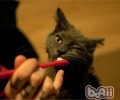 猫咪口腔的护理办法