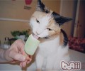 如何为猫咪替换主食