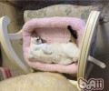 猫不想上厕所的原因剖析