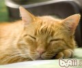 怎么判别猫咪是否开端变老