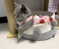 猫咪驱虫药必定要看灭蚤作用，不然后果严重