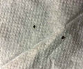 猫咪驱虫药必定要看灭蚤作用，不然后果严重