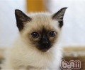 猫咪鼻子和耳部要擦拭