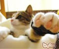 猫咪的脚掌该怎么护理？