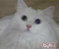 山东狮子猫怎样养？