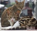 狸花猫的寿数有多长