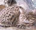 狸花猫领养注意事项