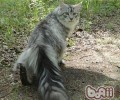 缅因猫寿数有多长？