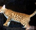 加州闪亮猫形状特征