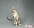 猫咪单独在家都会做些什么