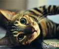 豹猫与孟加拉猫的差异
