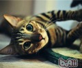 孟加拉猫的形状特征