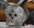 解读猫咪诱人的双眼