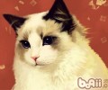 你们了解猫咪的言语吗