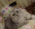 养猫前需求知道哪些事