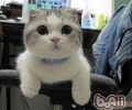 怎么让猫咪脱节肮脏