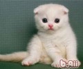 怎么选择猫咪