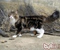 湿润环境下怎么保存猫粮
