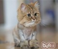 猫咪的日常润饰有哪些