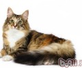夏天给猫咪饮水要分外留意