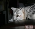 谁说猫咪必定不会在自己的窝里便便