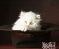 为什么要给猫咪吃猫草