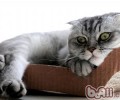 猫咪喝脏水的原因