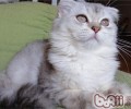 哪些状况会导致猫咪脱毛