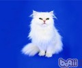 波斯猫流眼泪的原因