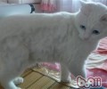 猫咪美容的三大关键