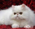 怎么整理猫咪的泪痕