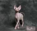 为什么有些人会对猫毛过敏？