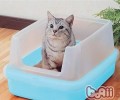 猫砂的选购关键