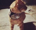 夏天到了，猫咪能剃毛吗？