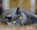 猫咪为什么能跟着音乐摇头摆尾
