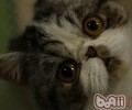 如安在夏天养殖一月龄大的猫咪