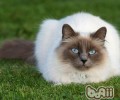 猫咪夏天变浮躁怎么办