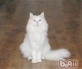猫尾巴的言语